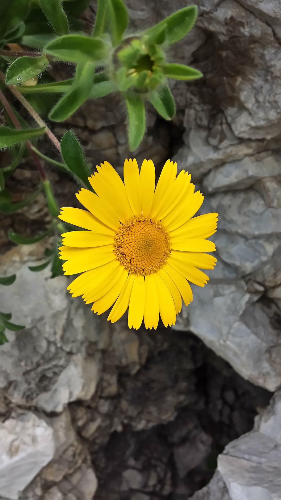 summer, flower, yellow, stone, spring, nature, petal, plant HD wallpaper
