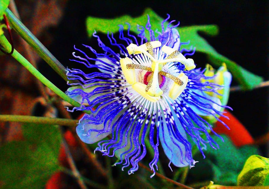 nature, flora, flower, leaf, garden, flowering plant, freshness HD wallpaper