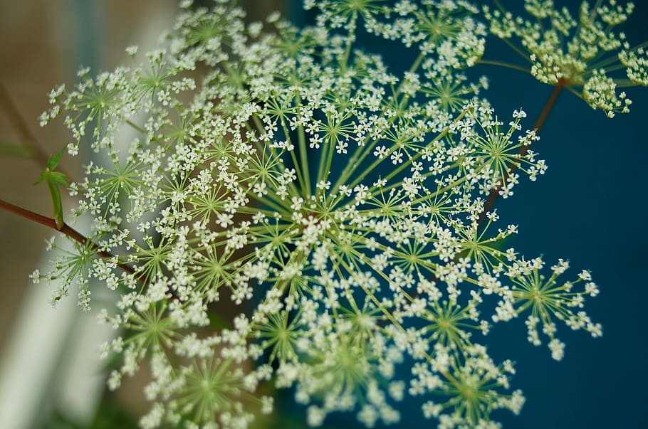 flowers, spring, seonyudo, plant, beauty in nature, growth HD wallpaper