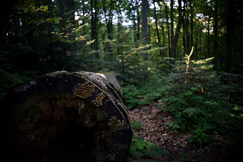 tree, forest, wood, log, nature, trunk, the bark, closeup, the structure of the HD wallpaper