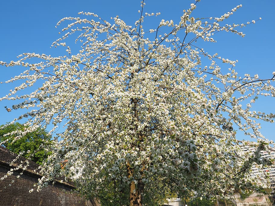 cherry blossom, white, spring, bloom, white blossom, tree, blossom branches HD wallpaper