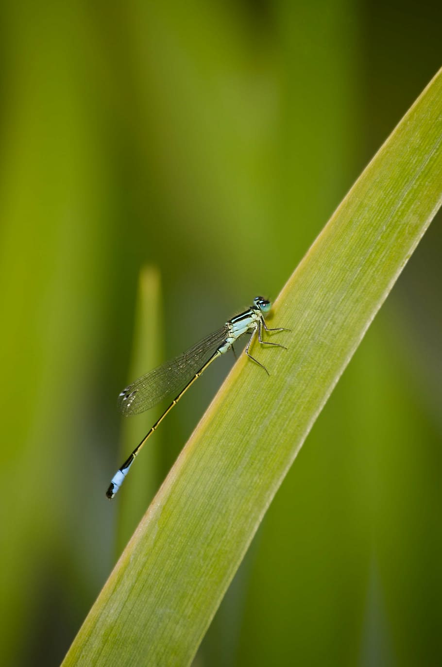 dragonfly, grass, reed, insect, wing, nature, flight insect HD wallpaper