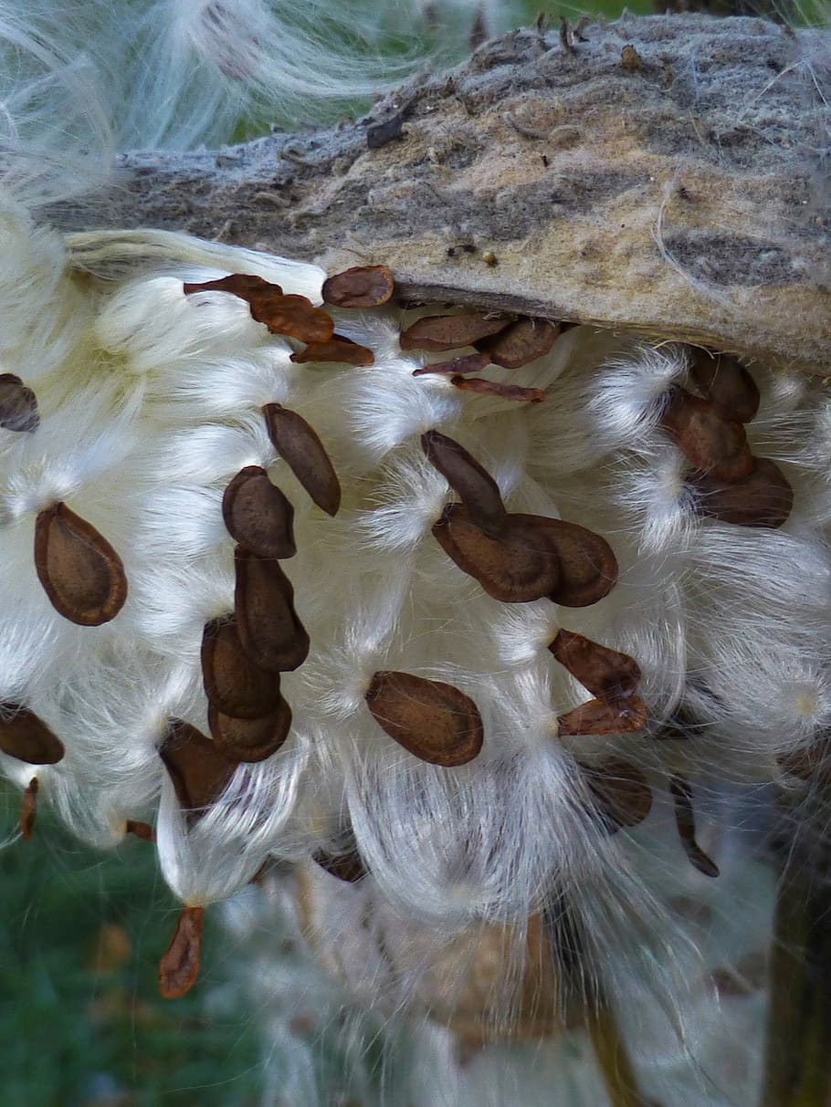 Молочай семена. Milkweed Seeds. Семена Milkweed. Стручок семян молочая.