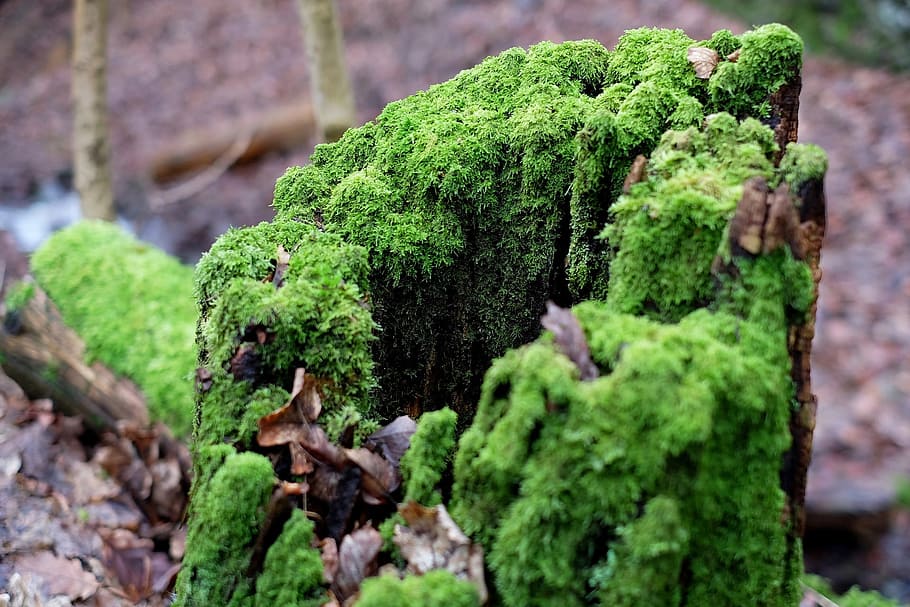 Tree Stump, Moss, Morsch, Forest, Nature, green Color, plant HD wallpaper
