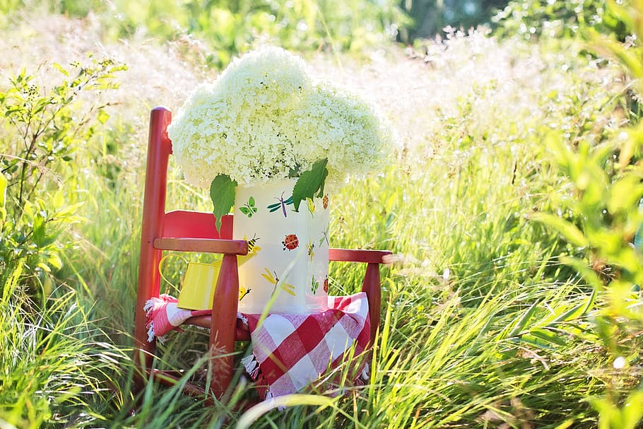 white cluster flowers in vase on red armchair at daytime, hydrangeas HD wallpaper