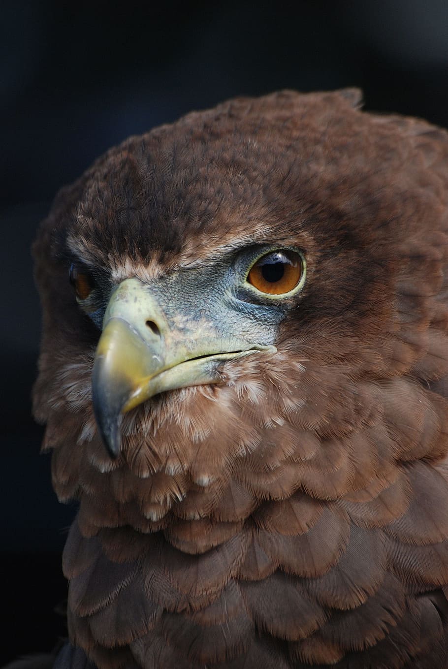 Eagle, Raptor, Bird, Beak, Eyes, falconry, plumage, animal body part HD wallpaper