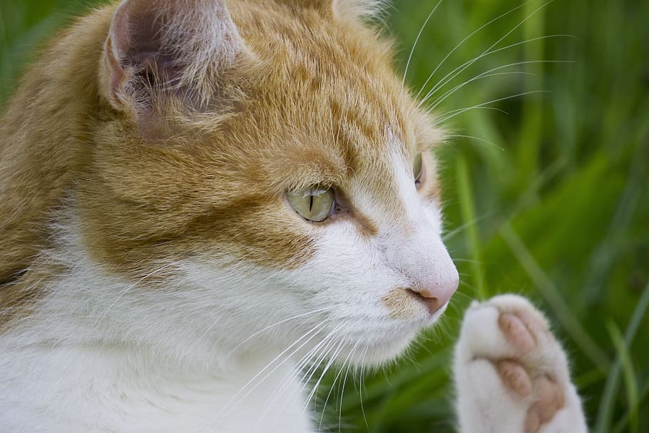 cat, cat greets, cat in the grass, animal themes, one animal HD wallpaper