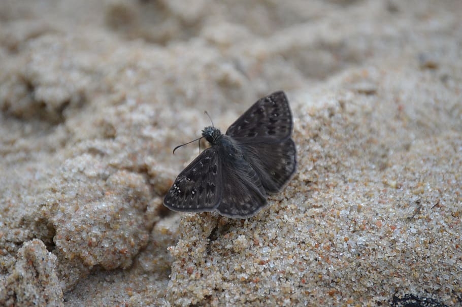 Moth, Bug, Insect, Butterfly, Summer, wildlife, nature, small HD wallpaper