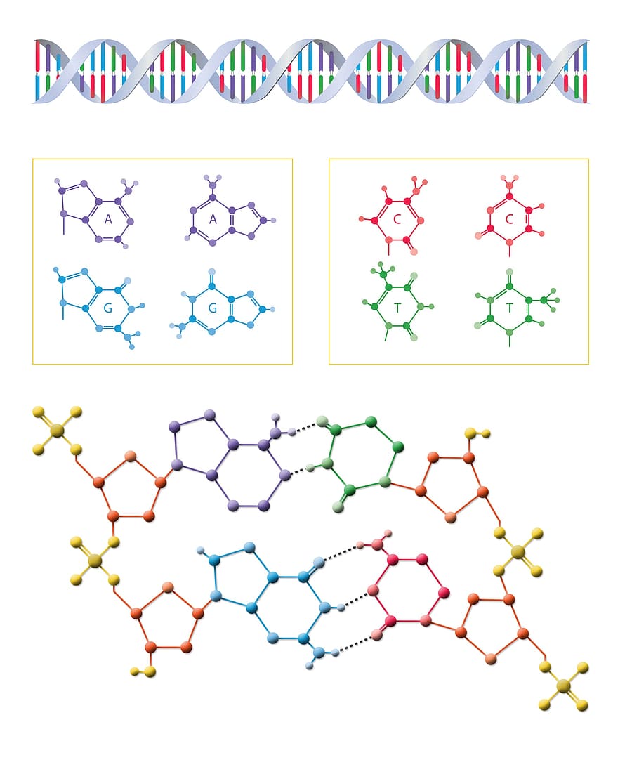 photo of atoms collage, dna, biology, science, molecule, genetic, HD wallpaper