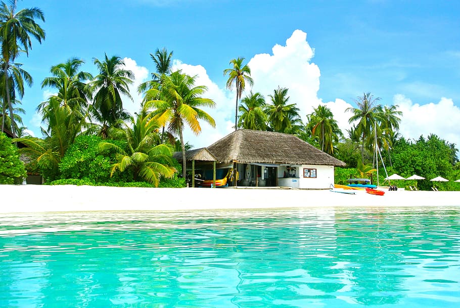 brown and white house on seashore beside coconut trees near green calm sea HD wallpaper