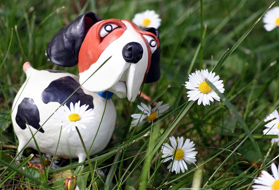 grass, daisies, dog, spring, garden, sun, flowering plant, animal HD wallpaper