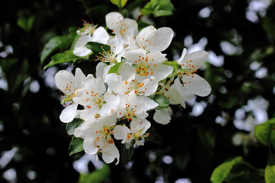 Flowers, Pollen, Spring, Plant, Bloom, white color, blossom HD wallpaper