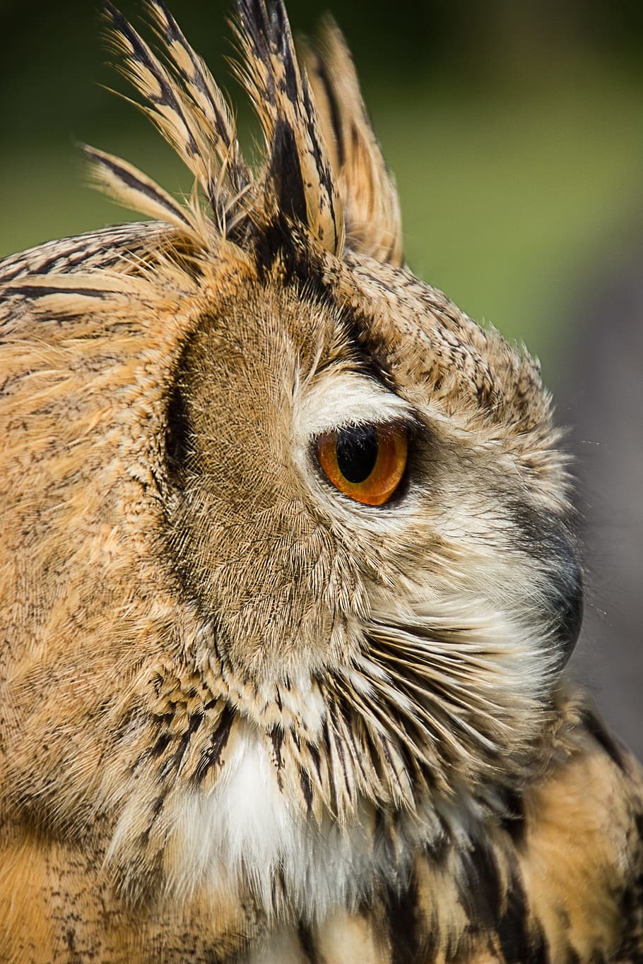 closeup photo of brown owl, eurasian eagle owl, owls, one animal HD wallpaper