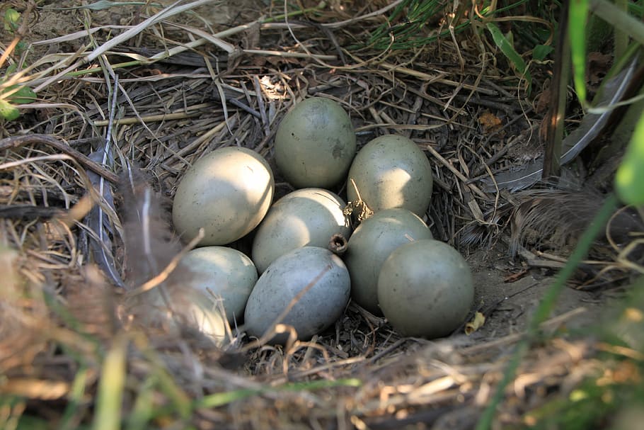 eggs, field, nest, pheasant, birds, food, drink, nature, organic HD wallpaper