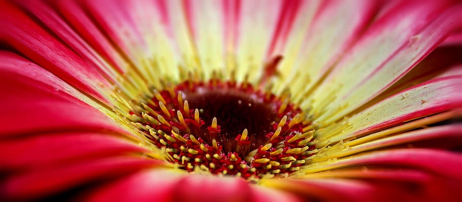 gerbera, blossom, bloom, macro, fragrance, romantic, spring HD wallpaper