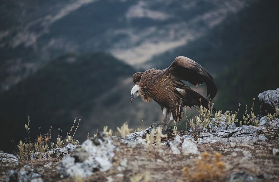 brown bird standing on ground near mountain at daytime, brown bird on stone HD wallpaper