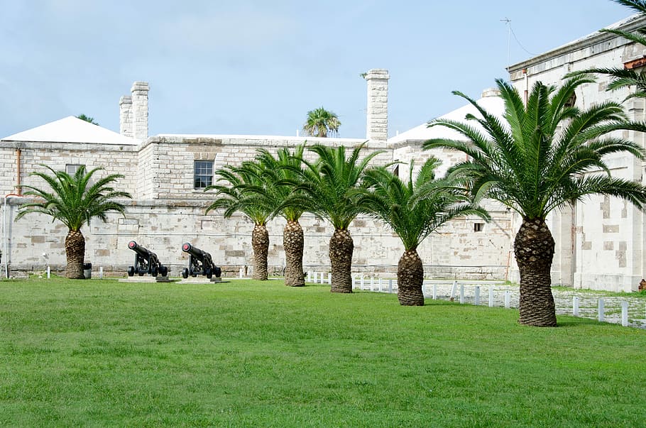 palm tree, bermuda, vacation, plant, grass, architecture, built structure HD wallpaper