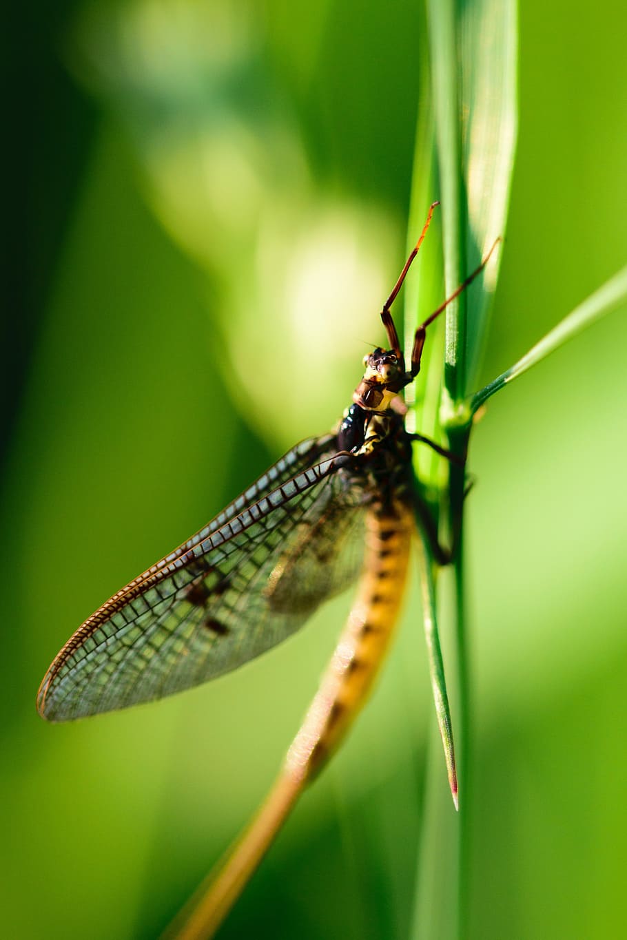 Insect, Dragonfly, Macro, Nature, bug, green, damselfly, wings, HD wallpaper