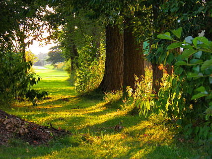 empty pathway between trees during daytime, Nature, Idyll, Landscape HD wallpaper