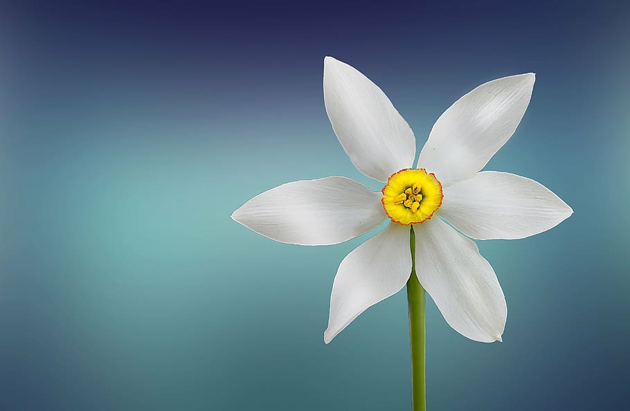 bloom, blossom, flora, flower, petals, plant, nature, summer HD wallpaper