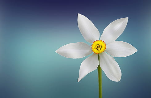 photo of white petaled flower, beautiful, beauty, bloom, blooming HD wallpaper