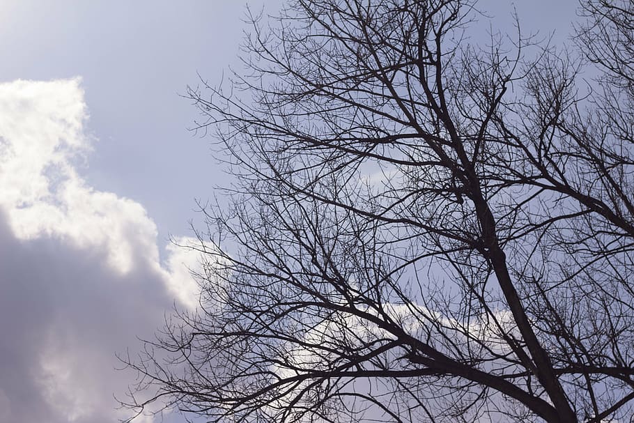 sky, tree, morning, spring, bare tree, branch, low angle view HD wallpaper
