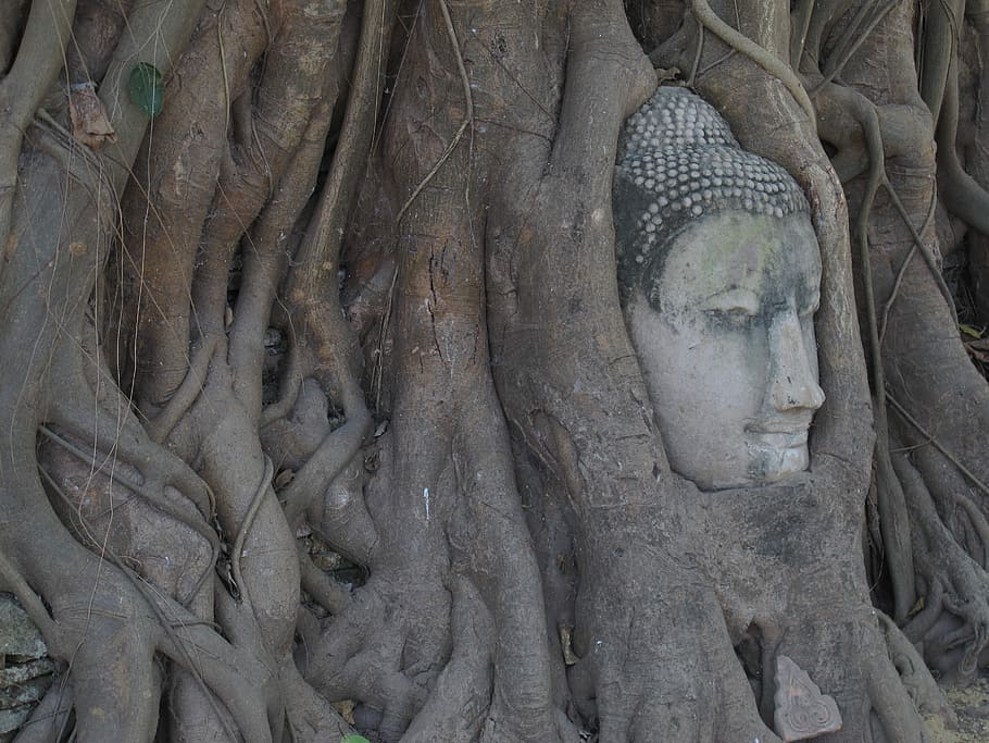 brown tree roots with gray statue, Gautama head statue collided in tree HD wallpaper