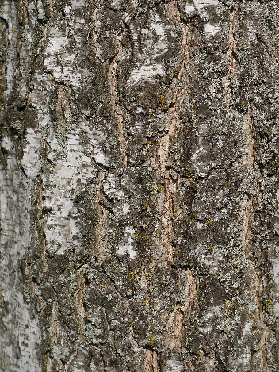 Log, Tree, Bark, Nature, Structure, tribe, textured, rock - object HD wallpaper
