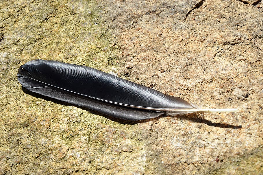 feather, black, glazed includes, high angle view, no people HD wallpaper