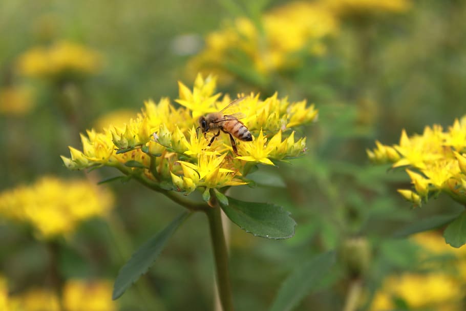 flowers, bee, yellow, plants, nature, tabitha, flowering plant HD wallpaper