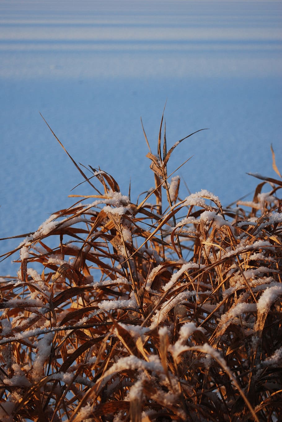 winter, snow, nature, cold, plant, growth, day, tranquility HD wallpaper