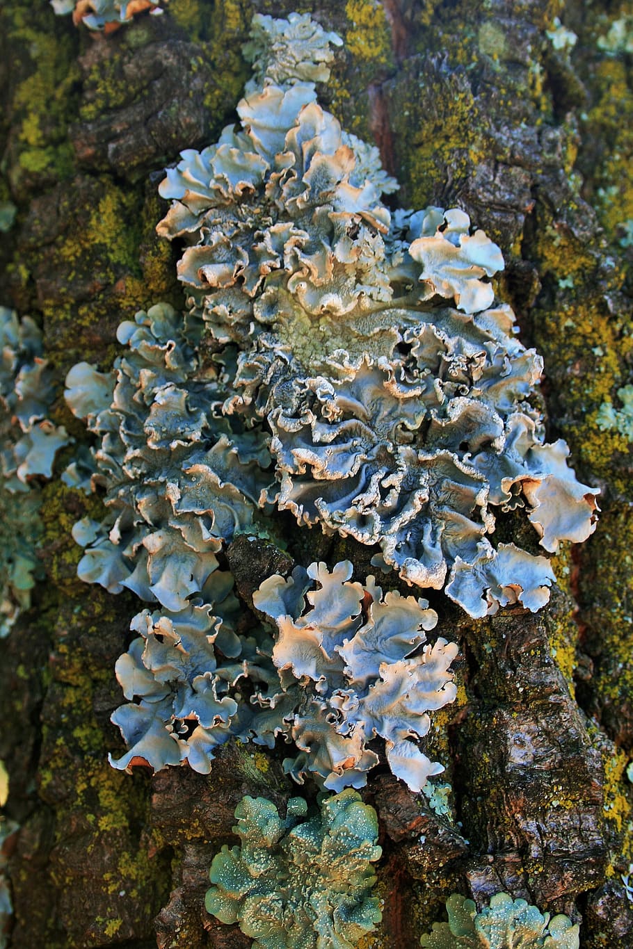 lichen, trunk, mossy, nature, forest, wood, bark, texture, surface HD wallpaper