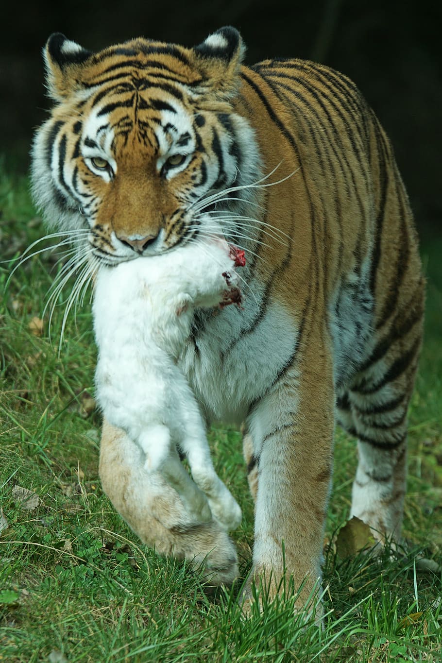 amurtiger, predator, cat, carnivores, dangerous, siberian, hare HD wallpaper