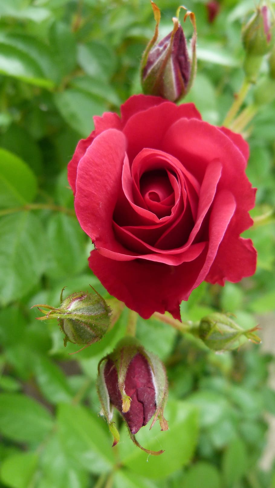 pink, red, flower, nature, garden, summer, petals, flowering plant HD wallpaper