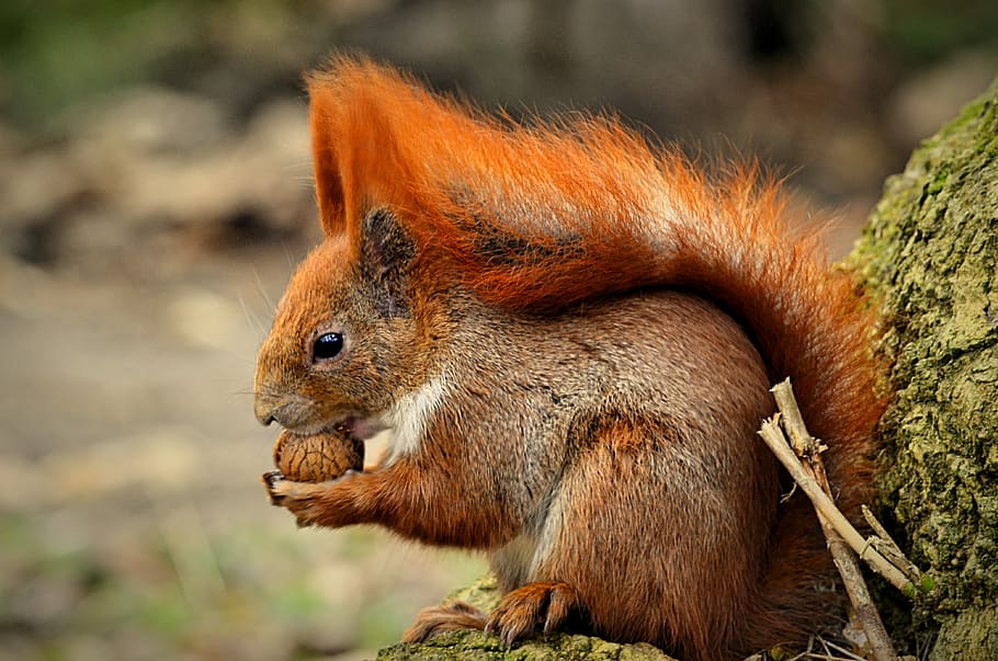squirrel eating nut, nature, animal wildlife, one animal, animals in the wild HD wallpaper