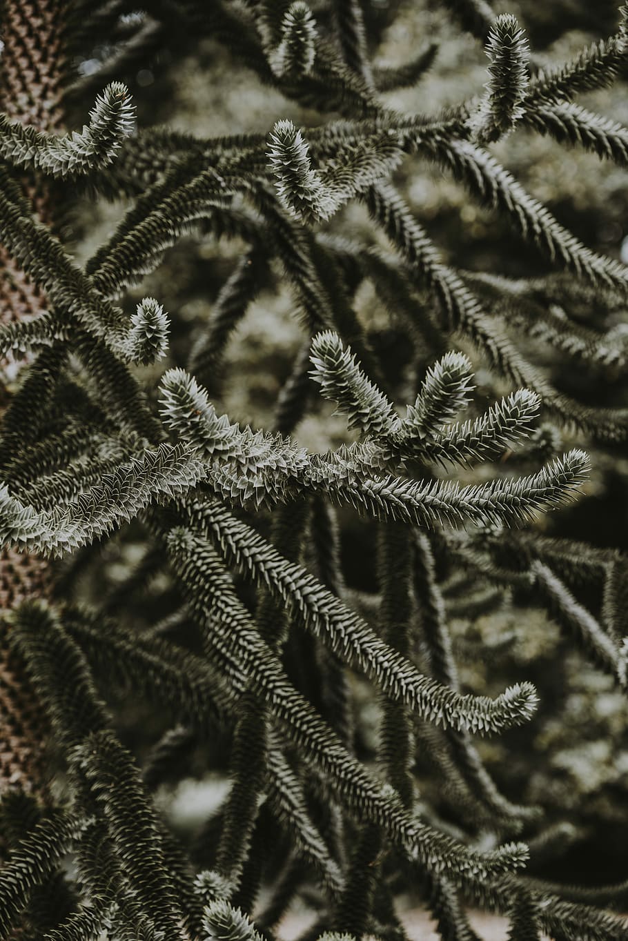 tilt shift lens photography of green plant, selective focus photography of pine tree HD wallpaper