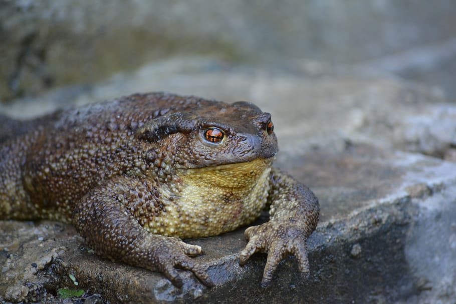 frog, spring, joy, water, sleep, animal themes, animal wildlife HD wallpaper