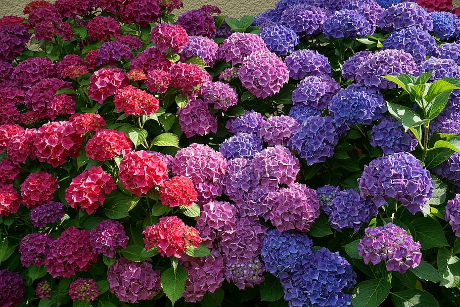 purple, red, and blue flowering plants, flowers, hydrangeas, sun, HD wallpaper