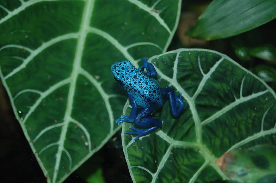 blue and teal frog on leaf, poison, dart, amphibian, toxic HD wallpaper