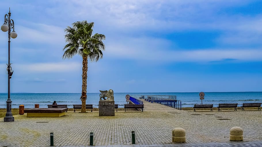 green palm tree near body of water during daytime, cyprus, larnaca HD wallpaper