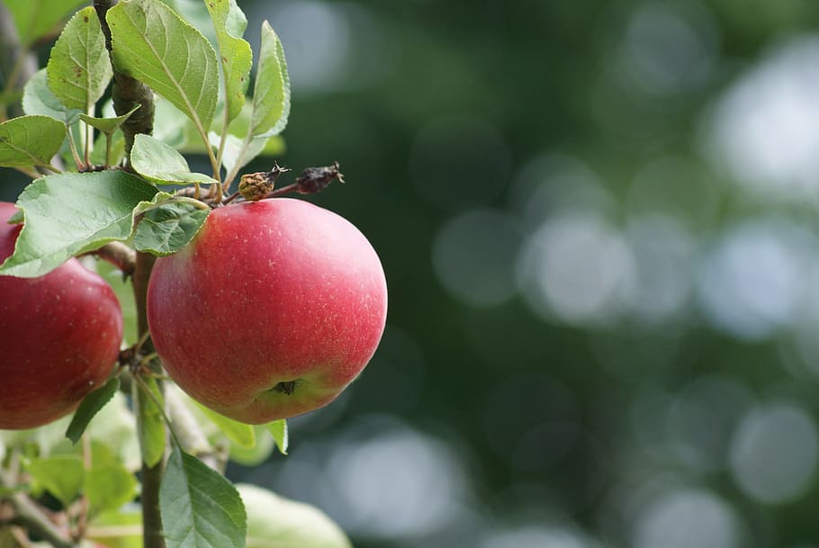 closeup photo of red apples, ripe, fruit, vitamins, food, fruit tree HD wallpaper