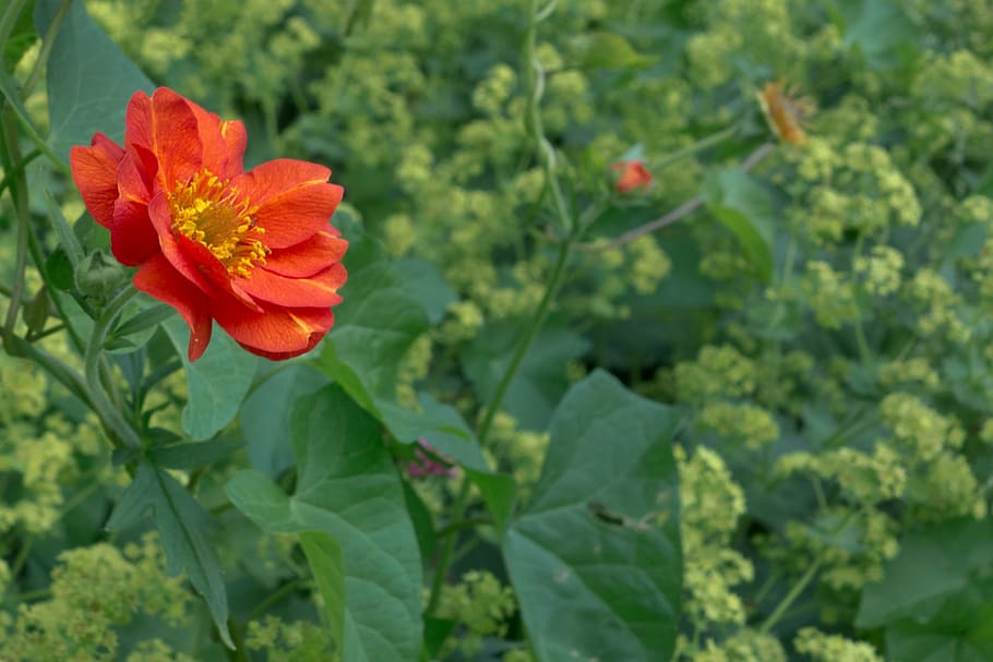 flower, plant, red, bush, flowering plant, beauty in nature HD wallpaper