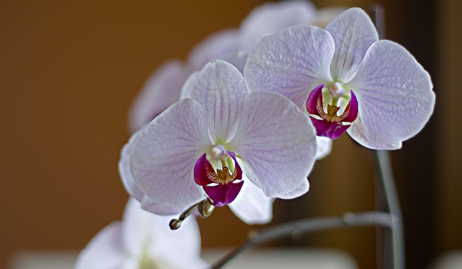 orchis, flower, wallpaper, flowering plant, fragility, freshness HD wallpaper