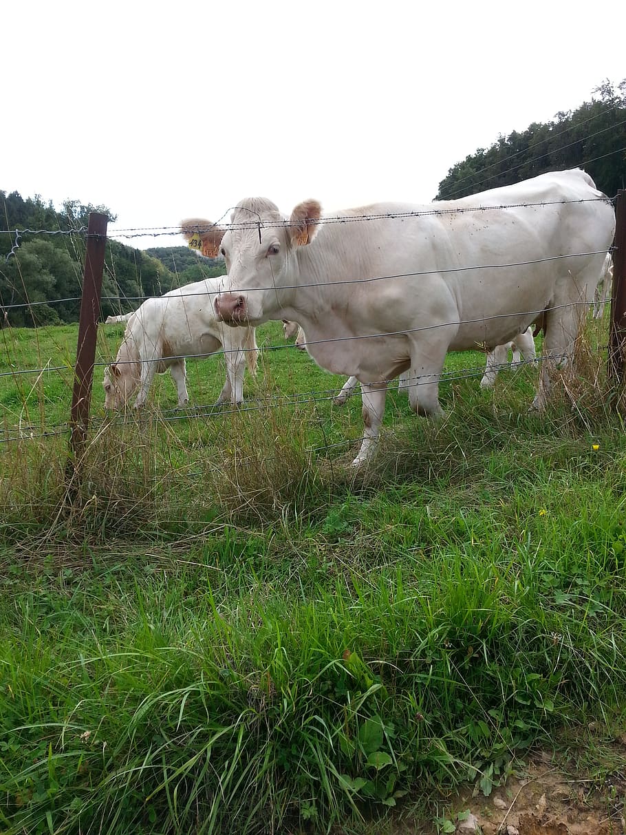 cow, nature, summer, mammal, animal, animal themes, domestic animals HD wallpaper