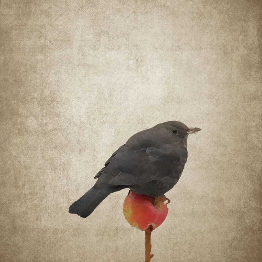 Bird, Blackbird, Apple, Songbird, drawing, vintage, color Image, HD wallpaper