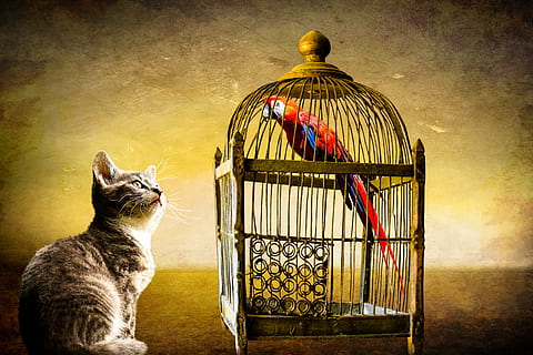 cat watching bird inside cage, animals, parrot, caught, security HD wallpaper