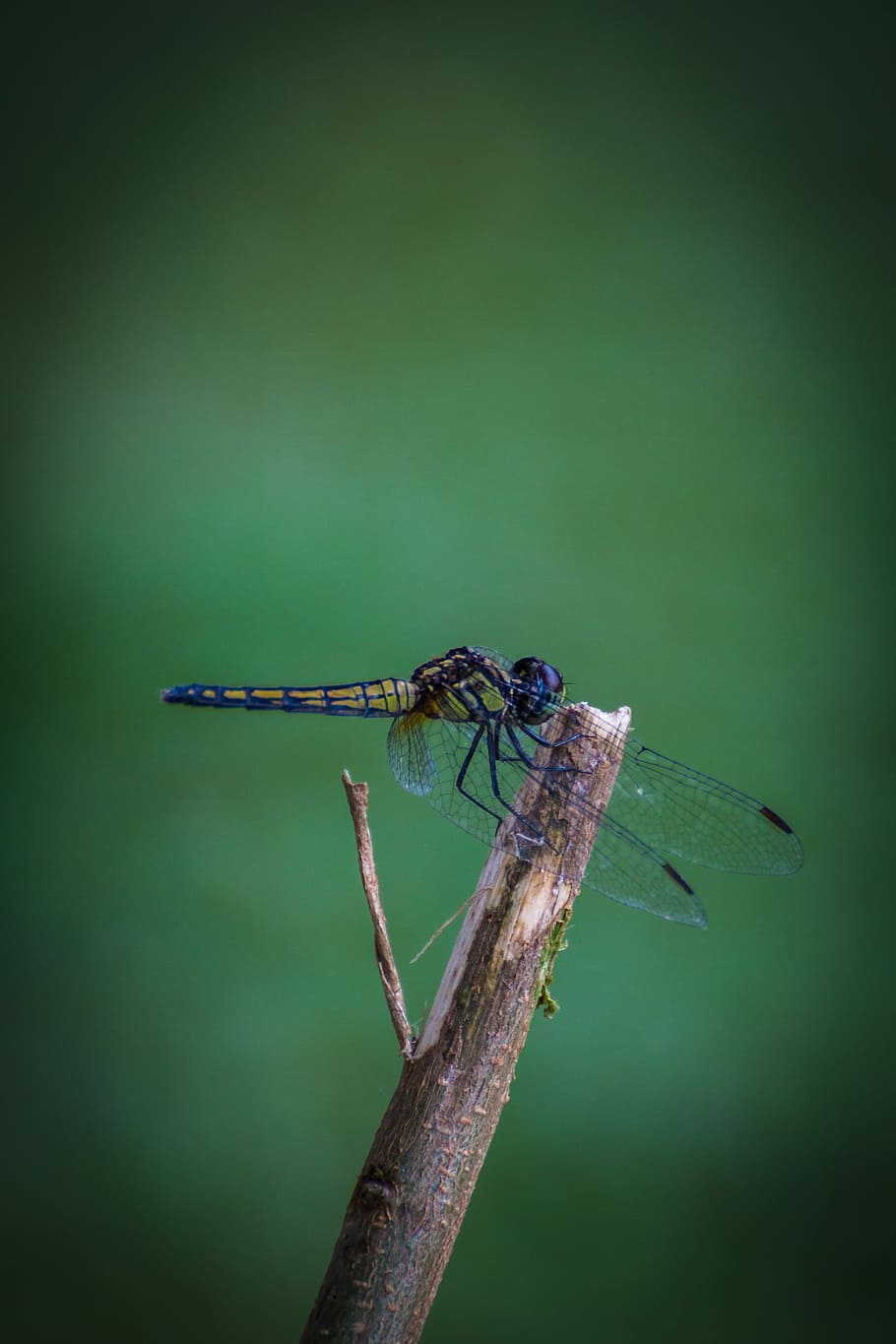 Dragonfly, Insects, Nature, animal themes, one animal, animals in the wild HD wallpaper