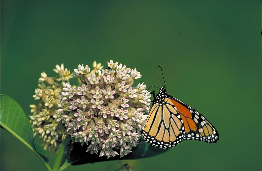 monarch butterfly, flower, milkweed, insect, orange, colorful, HD wallpaper