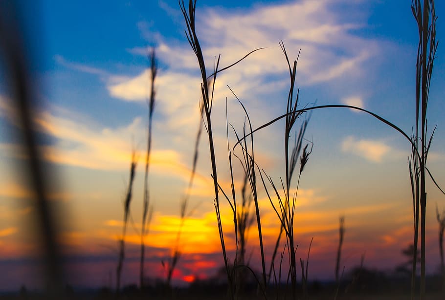 sunset, grass, nature, summer, sky, landscape, field, sunset background HD wallpaper