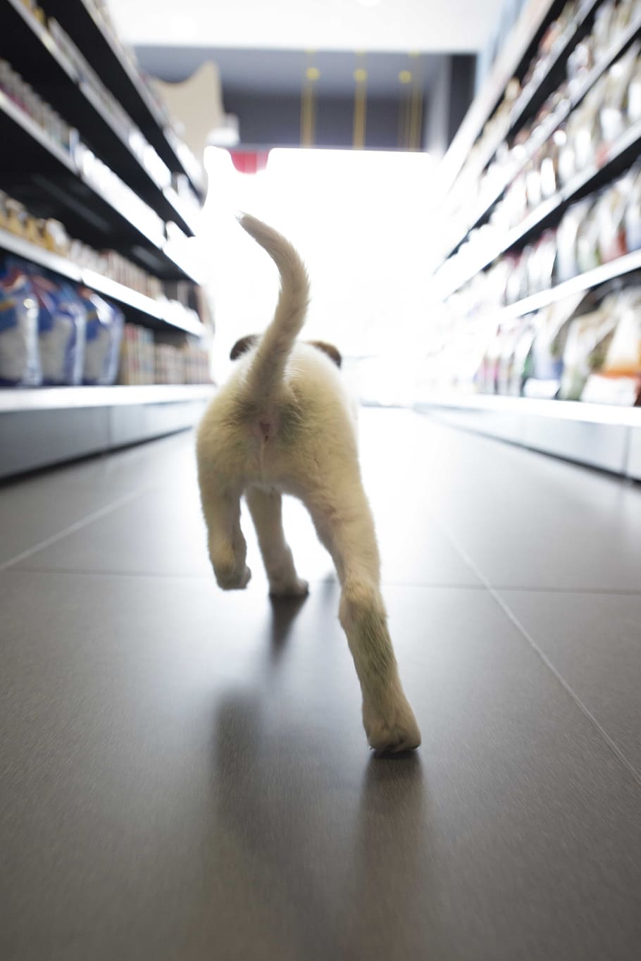 short-coated white puppy walking on grocery store, dog, shop